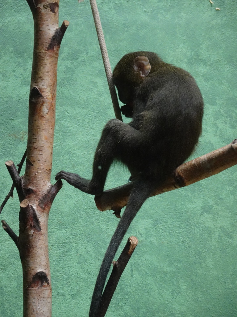 Young Owl-faced Monkey at the Monkey Building at the Antwerp Zoo