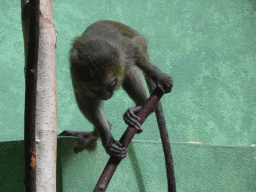 Young Owl-faced Monkey at the Monkey Building at the Antwerp Zoo