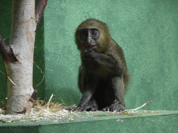 antwerp_12_047 - 394 kb - 1024x768 - Young Owl-faced Monkey at the Monkey Building at the Antwerp Zoo Young Owl-faced Monkey at the Monkey Building at the Antwerp Zoo