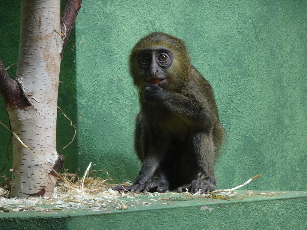 Young Owl-faced Monkey at the Monkey Building at the Antwerp Zoo