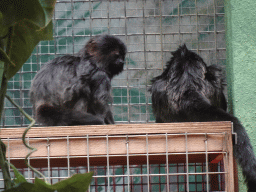 Goeldi`s Monkeys at the Monkey Building at the Antwerp Zoo