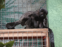 Goeldi`s Monkeys at the Monkey Building at the Antwerp Zoo