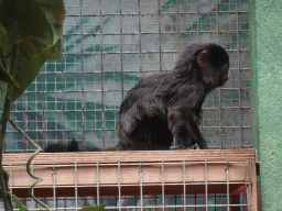 Goeldi`s Monkey at the Monkey Building at the Antwerp Zoo