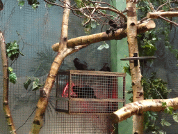 Goeldi`s Monkeys at the Monkey Building at the Antwerp Zoo