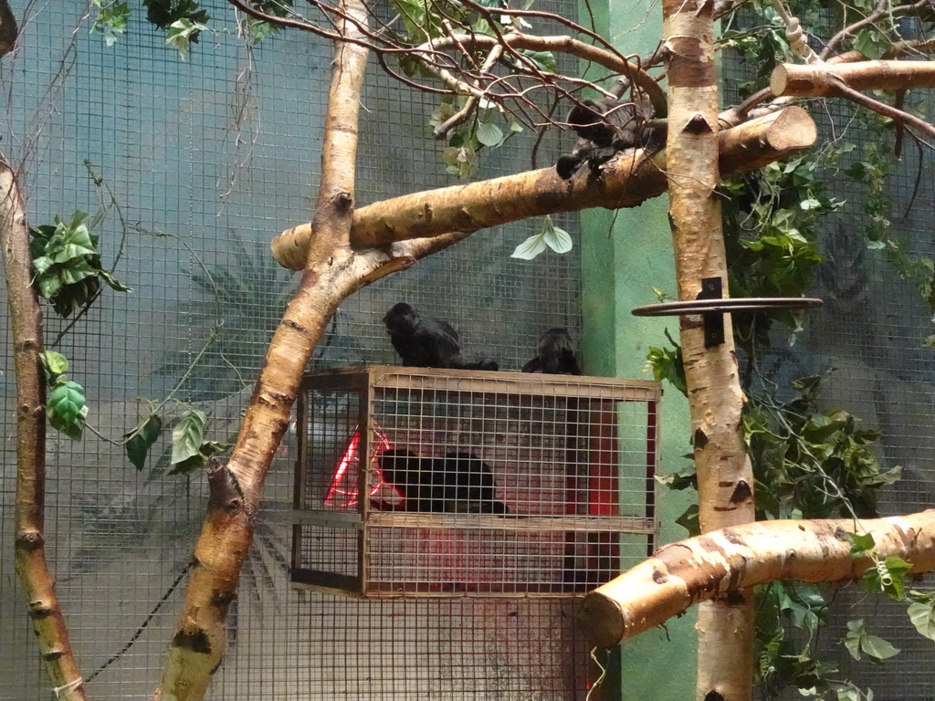 Goeldi`s Monkeys at the Monkey Building at the Antwerp Zoo