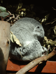 Queensland Koala at the Antwerp Zoo