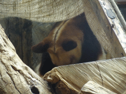 Goodfellow`s Tree-Kangaroo at the Antwerp Zoo