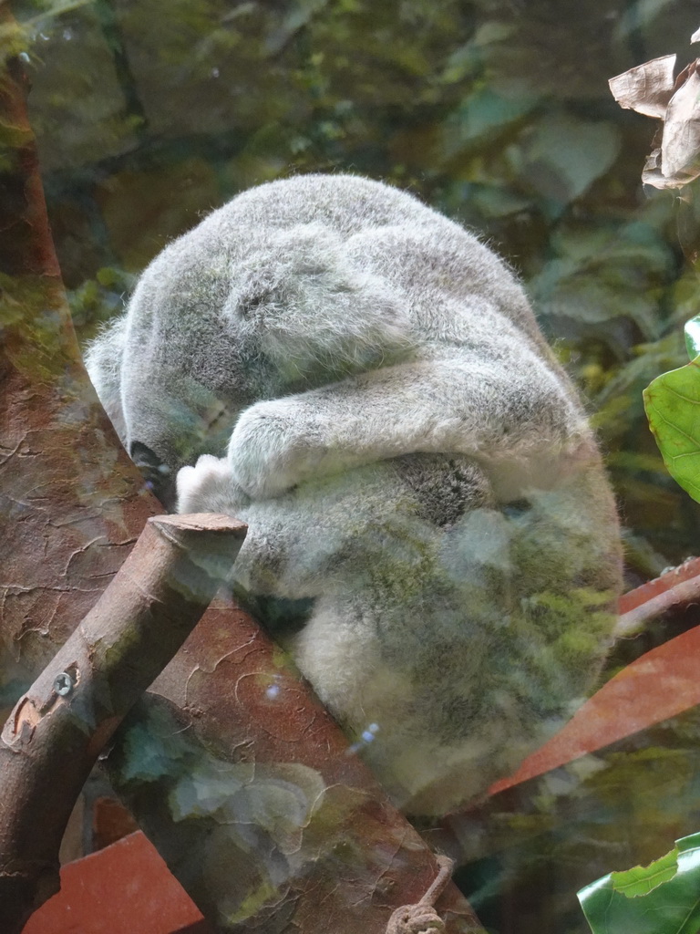 Queensland Koala at the Antwerp Zoo