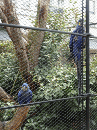 Hyacinth Macaws at the Aviary at the Antwerp Zoo
