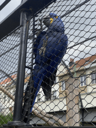 Hyacinth Macaw at the Aviary at the Antwerp Zoo