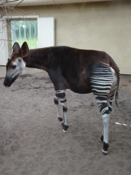 Okapi at the Antwerp Zoo