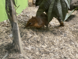 Black and Rufous Elephant Shrew at the Primate Building at the Antwerp Zoo