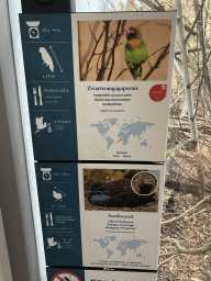 Explanation on the Black-cheeked Lovebird and the Madagascar Partridge at the Primate Building at the Antwerp Zoo