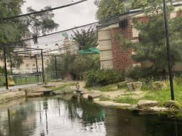 African Penguin at the Rotunda Building at the Antwerp Zoo