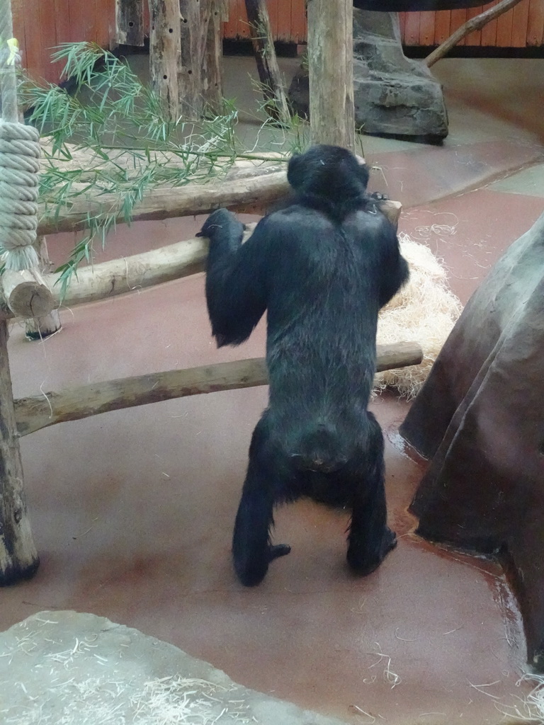 Chimpanzee at the Primate Building at the Antwerp Zoo