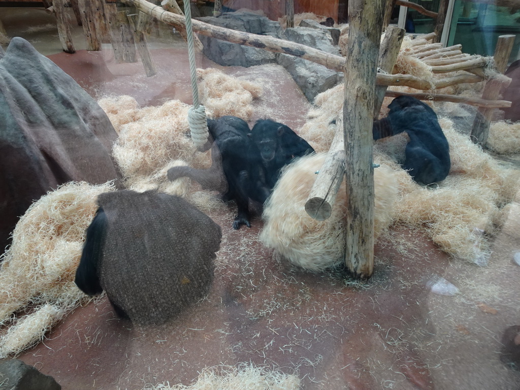 Chimpanzees at the Primate Building at the Antwerp Zoo