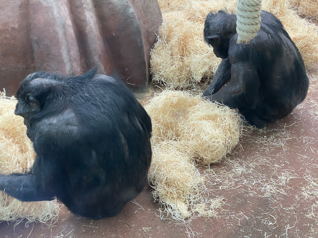 Chimpanzees at the Primate Building at the Antwerp Zoo