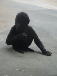 Young Gorilla at the Primate Building at the Antwerp Zoo