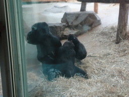 Gorillas at the Primate Building at the Antwerp Zoo