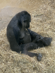 Gorillas at the Primate Building at the Antwerp Zoo