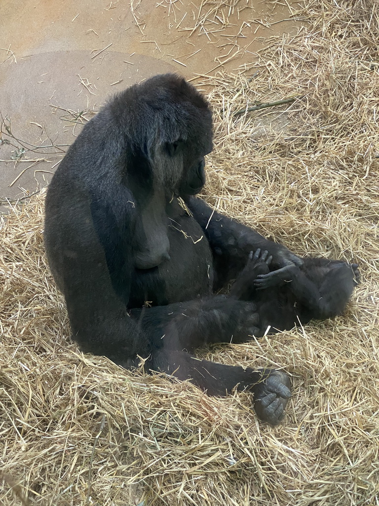 Gorillas at the Primate Building at the Antwerp Zoo