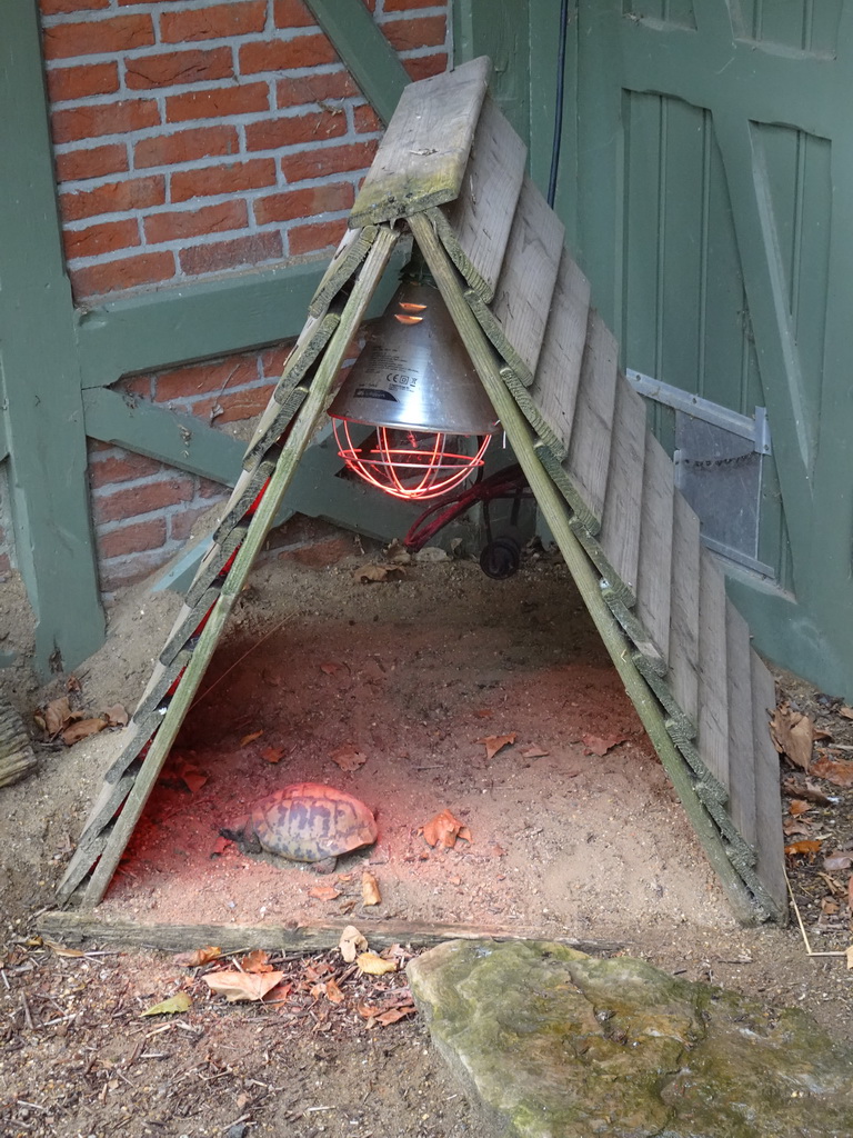 Hermann`s Tortoise at the Antwerp Zoo