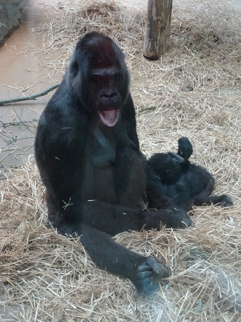 Gorillas at the Primate Building at the Antwerp Zoo