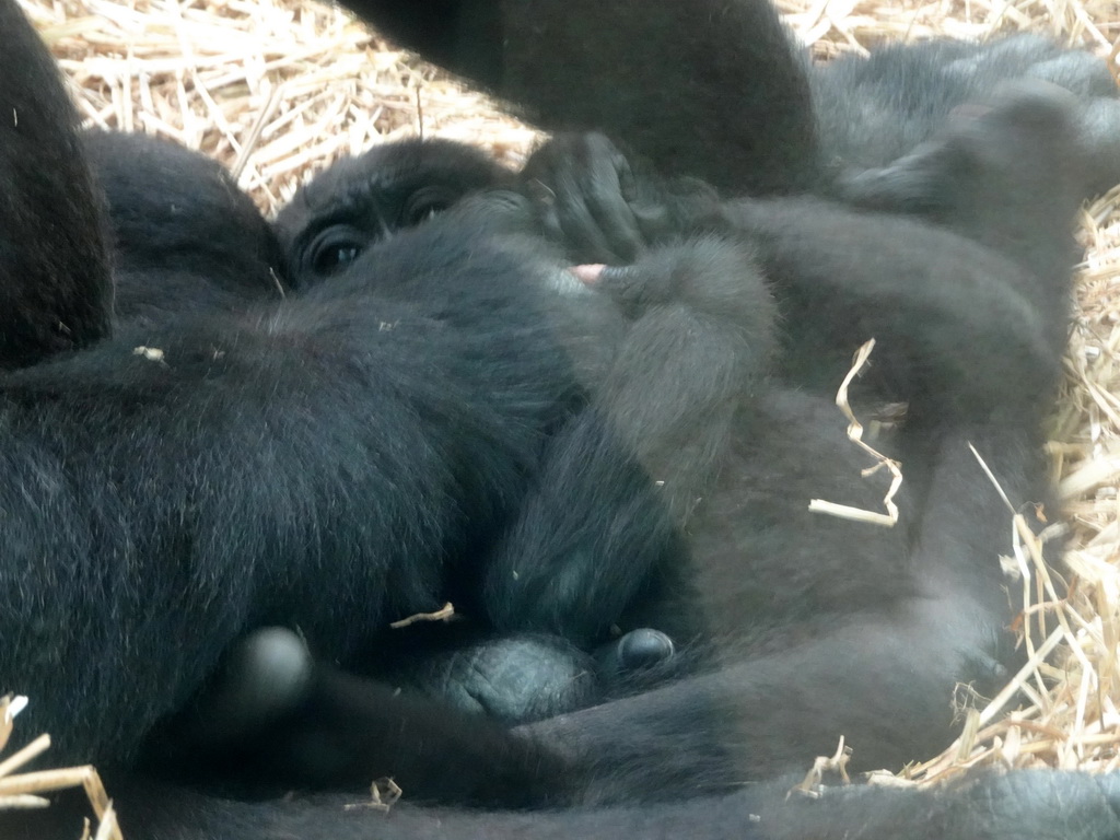 Young Gorilla at the Primate Building at the Antwerp Zoo