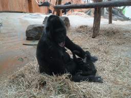 Gorillas at the Primate Building at the Antwerp Zoo