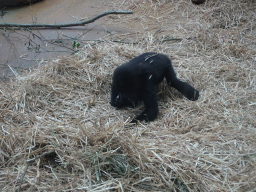 Young Gorilla at the Primate Building at the Antwerp Zoo