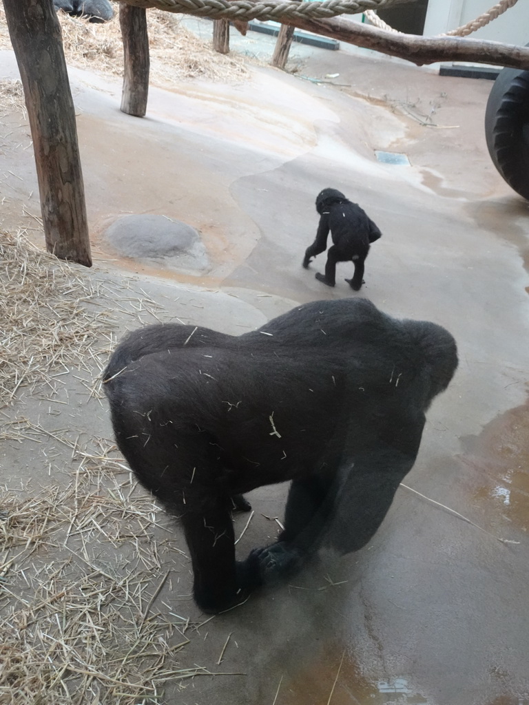 Gorillas at the Primate Building at the Antwerp Zoo