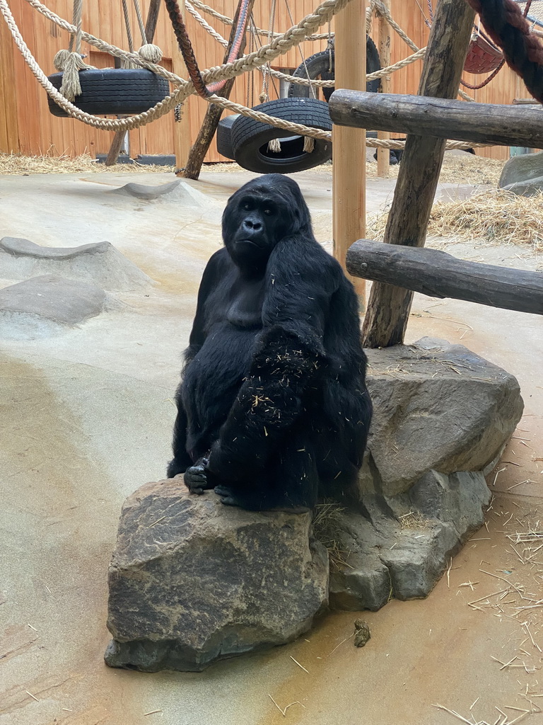 Gorilla at the Primate Building at the Antwerp Zoo