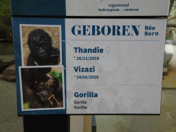 Information on the young Gorillas at the Primate Building at the Antwerp Zoo