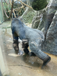 Gorilla at the Primate Building at the Antwerp Zoo