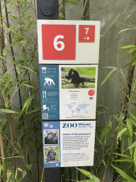 Explanation on the Chimpanzee and COVID-19 in primates at the Antwerp Zoo