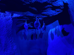 Bats at the Kitum Cave at the Antwerp Zoo