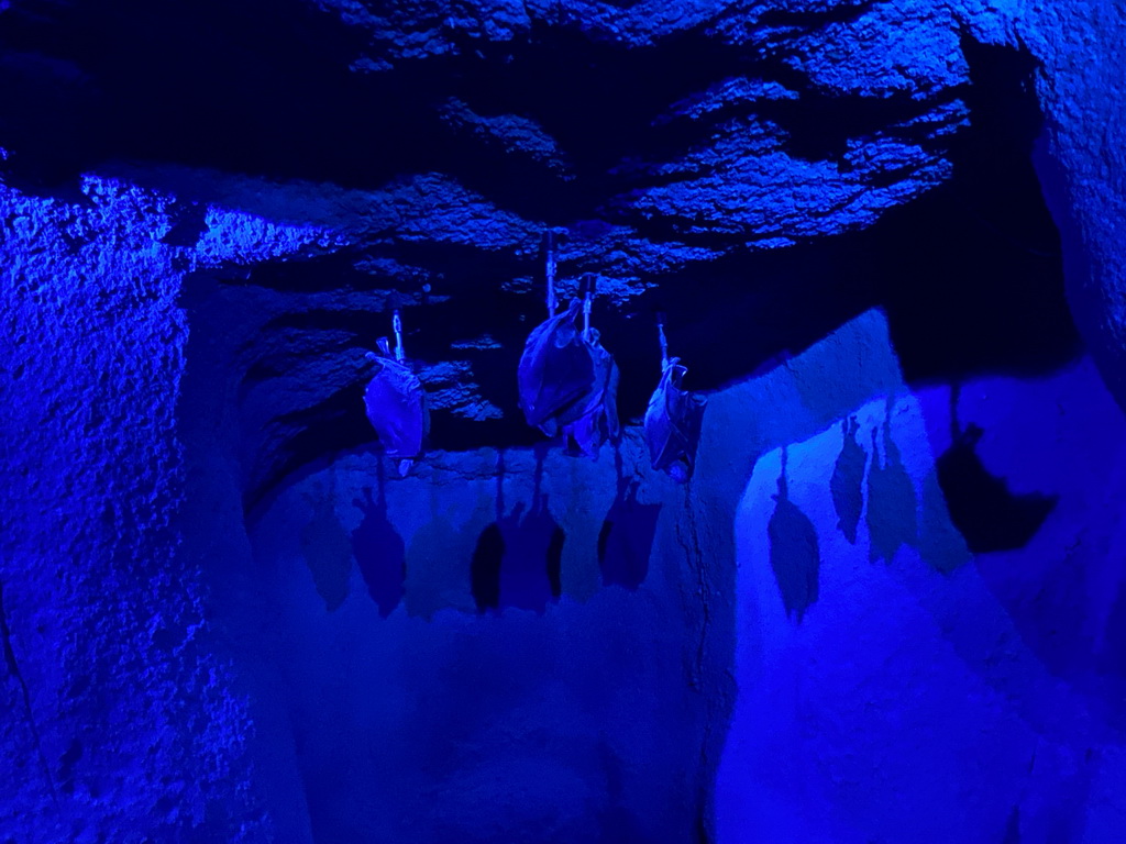 Bats at the Kitum Cave at the Antwerp Zoo