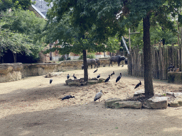 African Buffaloes and birds at the Savannah at the Antwerp Zoo
