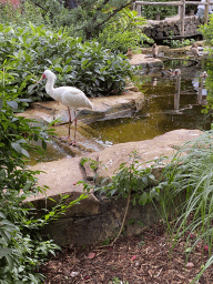 African Spoonbill and Ducks at the Savannah at the Antwerp Zoo