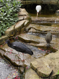 Abdim`s Stork, Hadada Ibis and African Spoonbill at the Savannah at the Antwerp Zoo