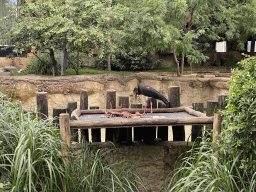 Abdim`s Stork eating at the Savannah at the Antwerp Zoo