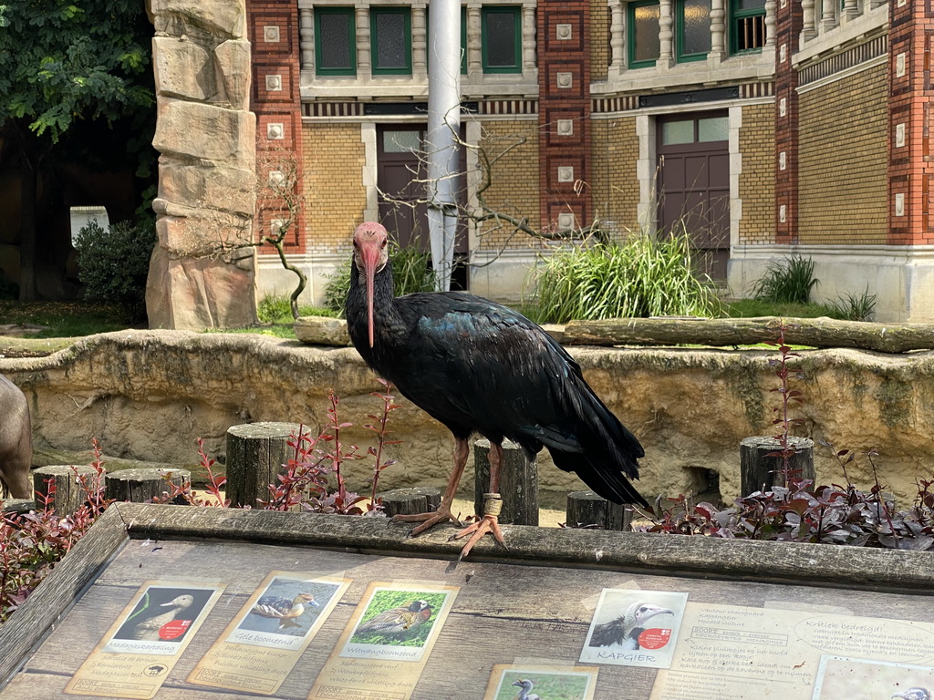 Northern Bald Ibis at the Savannah at the Antwerp Zoo