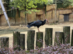 Northern Bald Ibis at the Savannah at the Antwerp Zoo