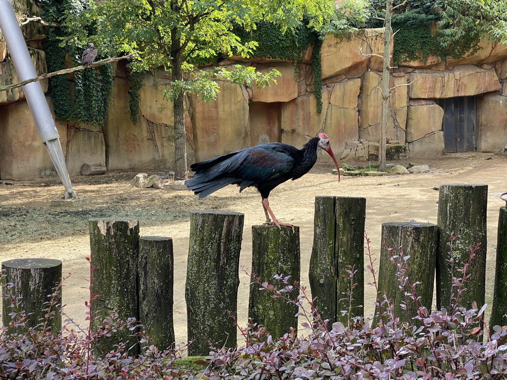 Northern Bald Ibis at the Savannah at the Antwerp Zoo