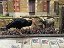 Northern Bald Ibis and African Buffalo at the Savannah at the Antwerp Zoo