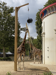 Rothschild`s Giraffes and Hartmann`s Mountain Zebra in front of the Egyptian Temple at the Antwerp Zoo