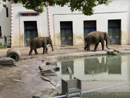 Asian Elephants in front of the Egyptian Temple at the Antwerp Zoo