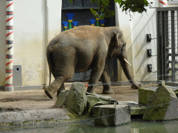 Asian Elephant in front of the Egyptian Temple at the Antwerp Zoo