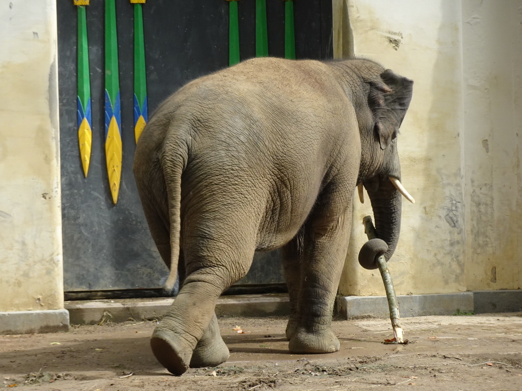 Asian Elephant in front of the Egyptian Temple at the Antwerp Zoo