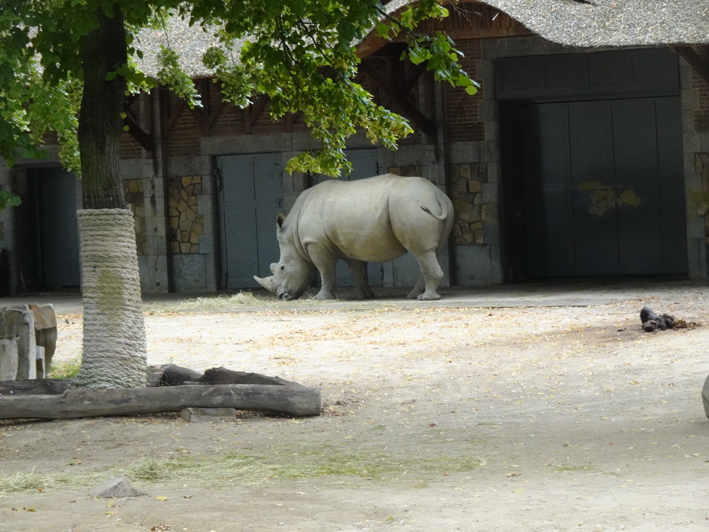 Rhinoceros at the Antwerp Zoo